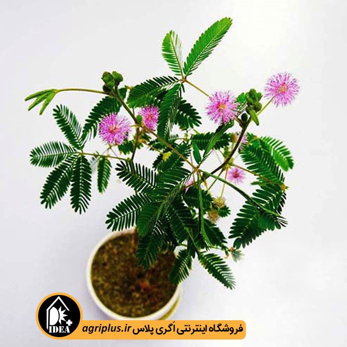 بذر گل قهر و آشتی