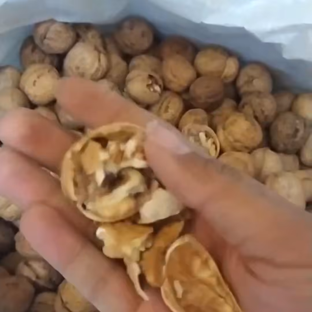 گردو پوسته کاغذی ایرانی 