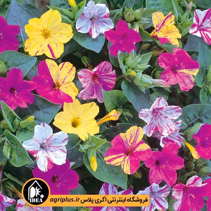 بذر گل لاله عباسی