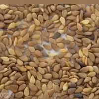 کنجد قهوه ای پرمغز سورت شده (100 گرمی ) 

