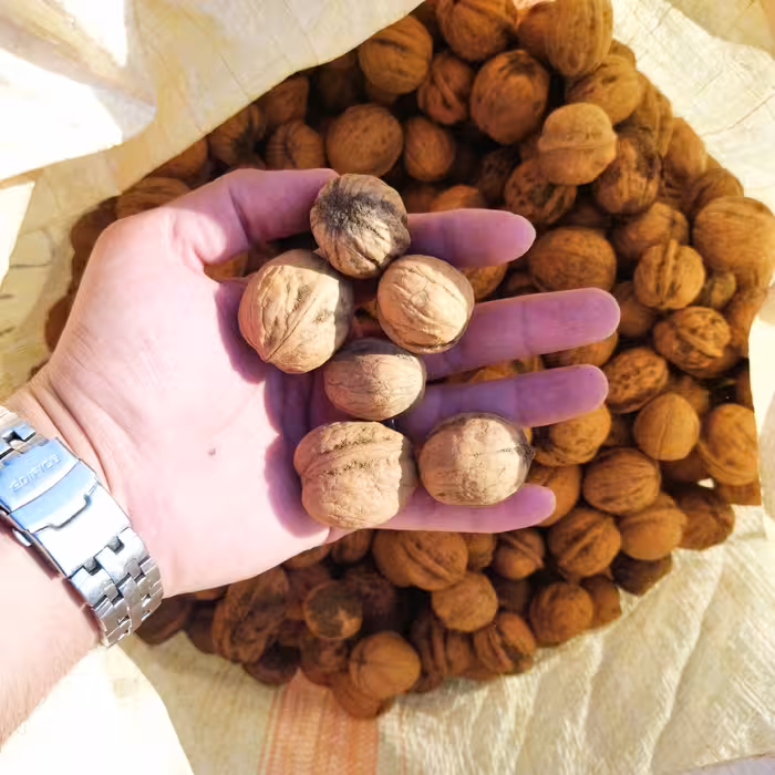 گردو ایرانی