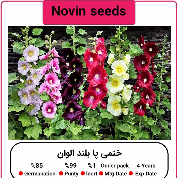 بذر گل ختمی پابلند الوان