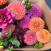 کود تقویتی مخصوص گل کوکب ظرافت