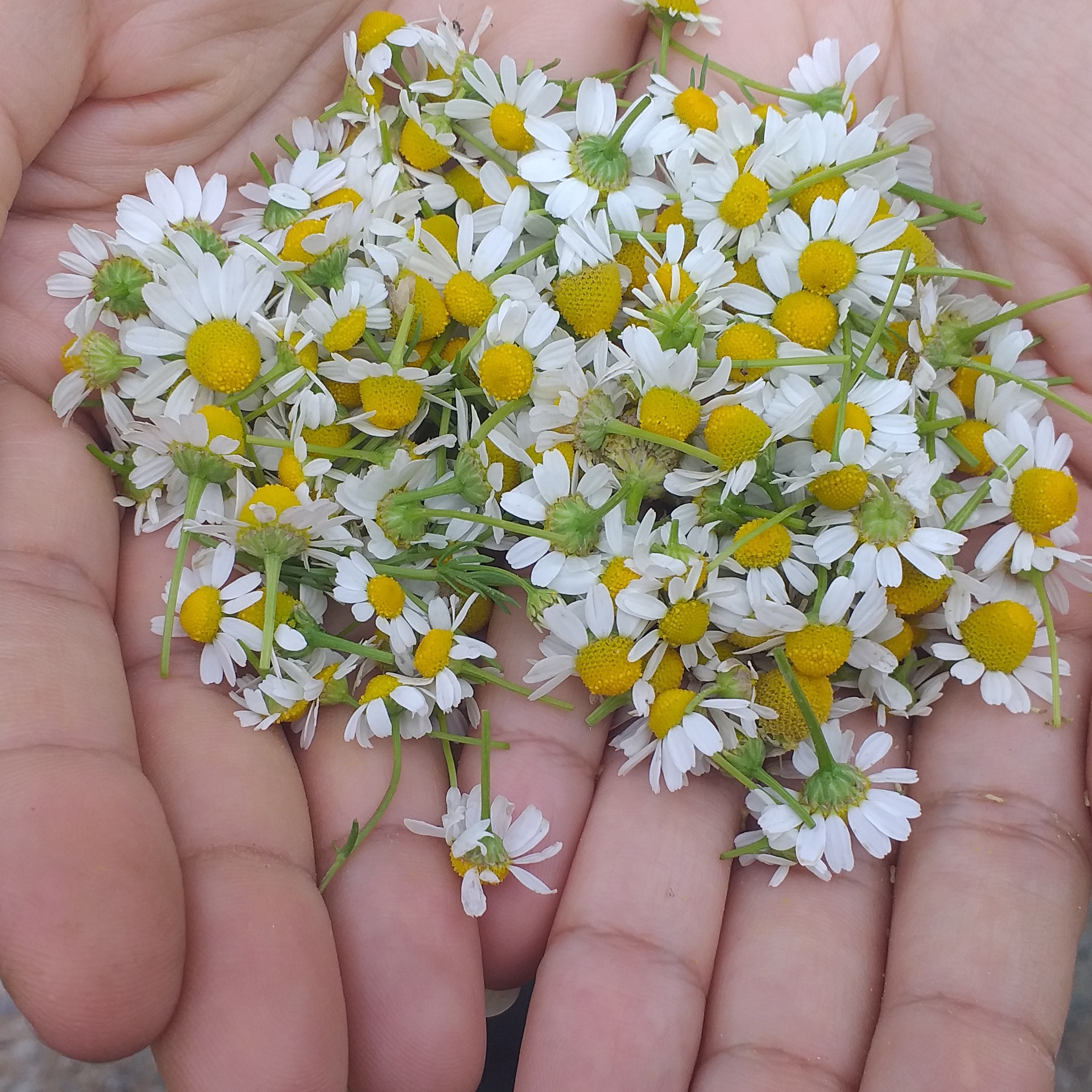 بابونه تازه بهار 1402 (ارسال رایگان)