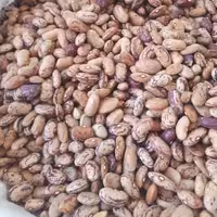 لوبیا چیتی ارگانیک