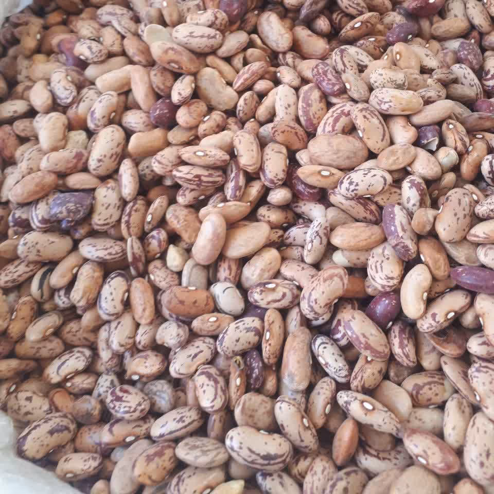 لوبیا چیتی ارگانیک