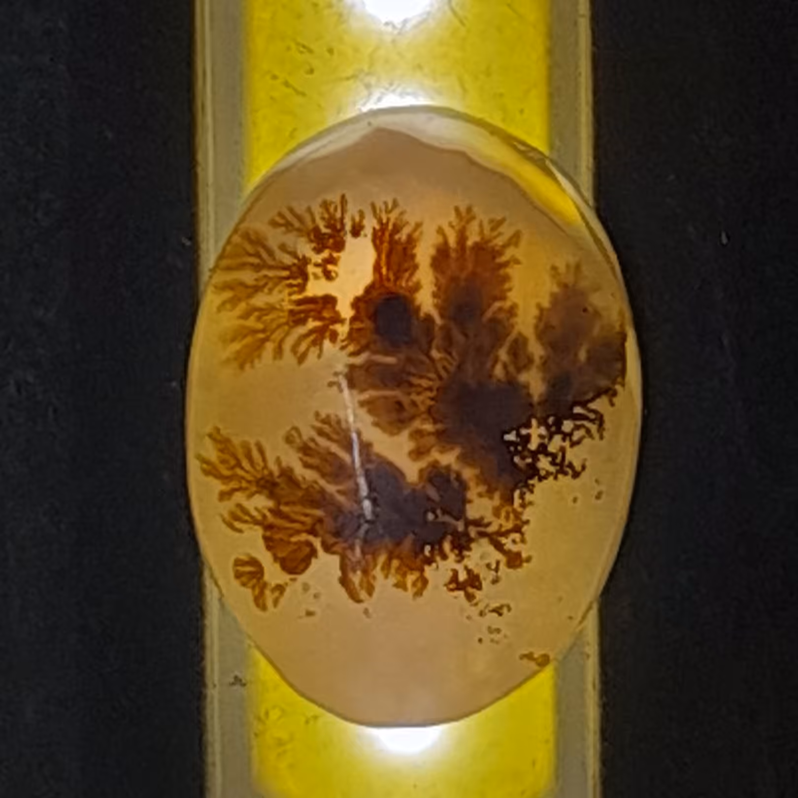 شجر قائن  کد 140