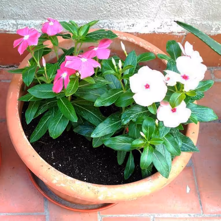 بذر گل پریوش (25 بذر  )