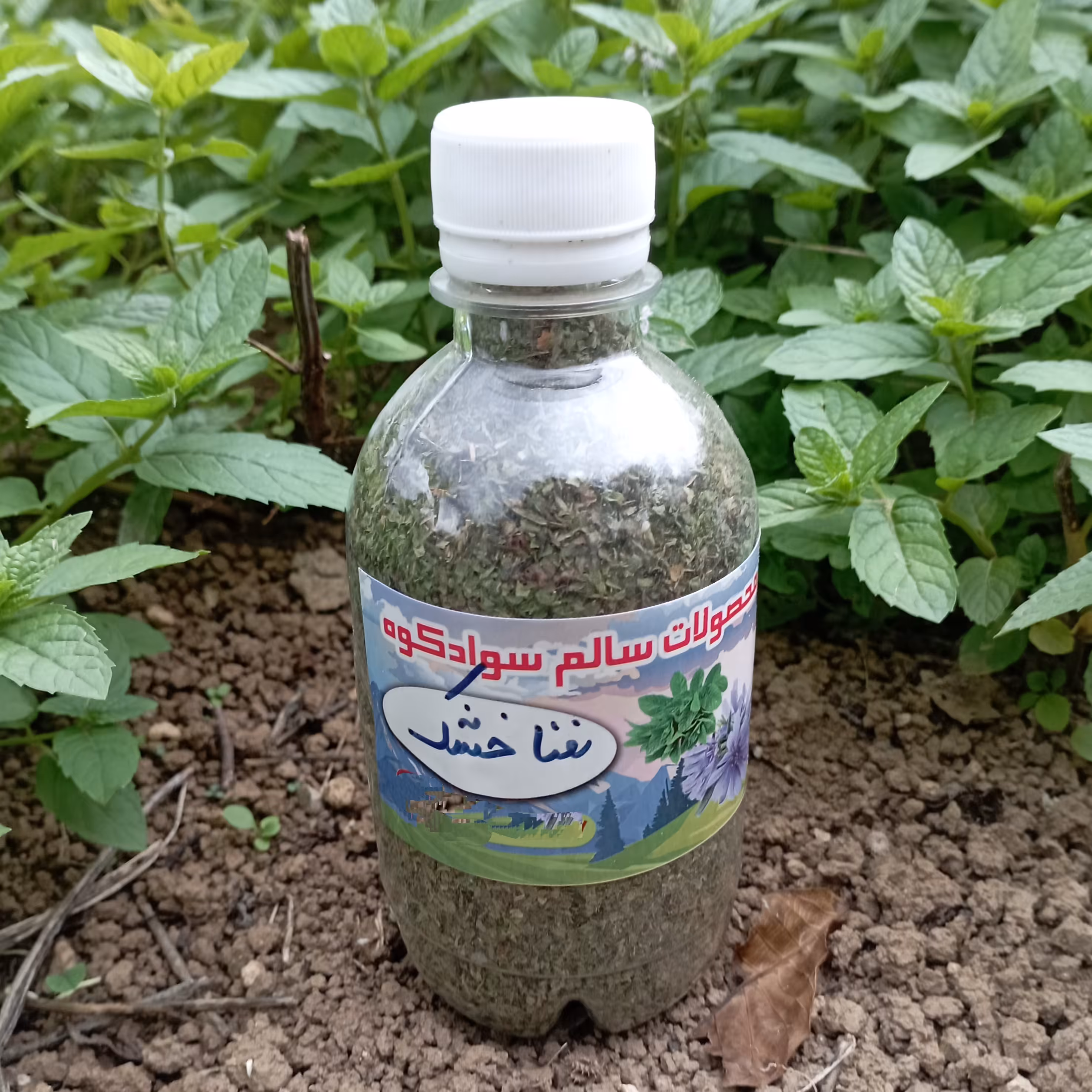 نعنا خشک سوادکوه (بسته نیم کیلویی)