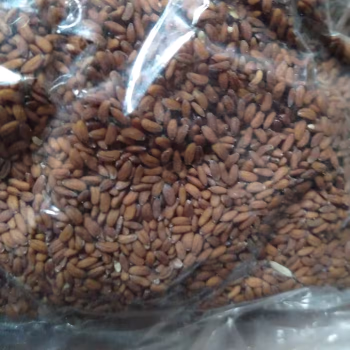 تخم شاهی 75 گرمی