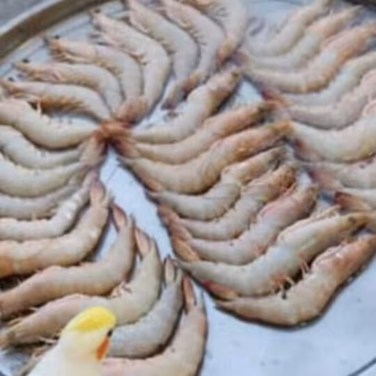 میگو عمده پانزده کیلویی درشت معروف میناب