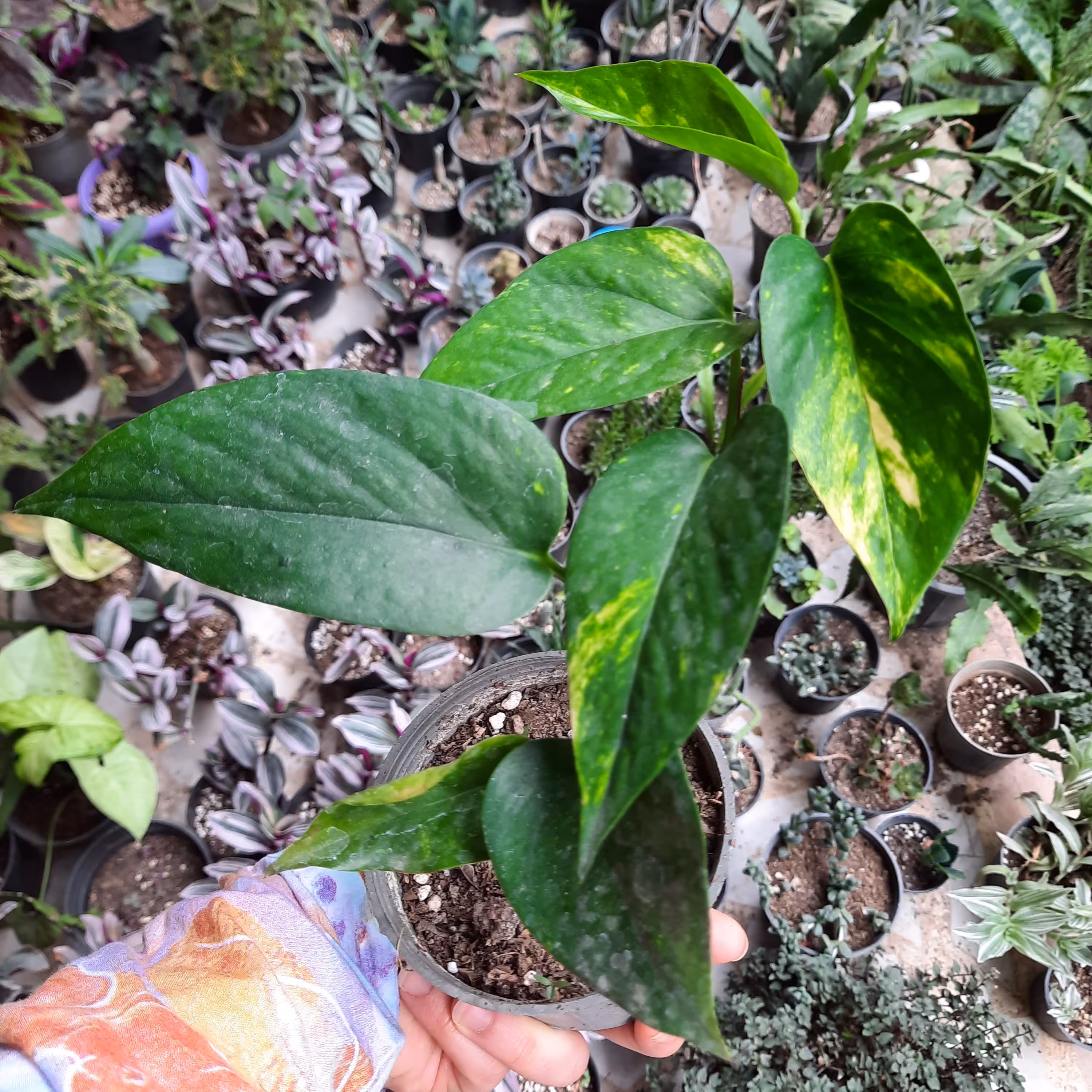 پتوس ابلق  یا طلایی