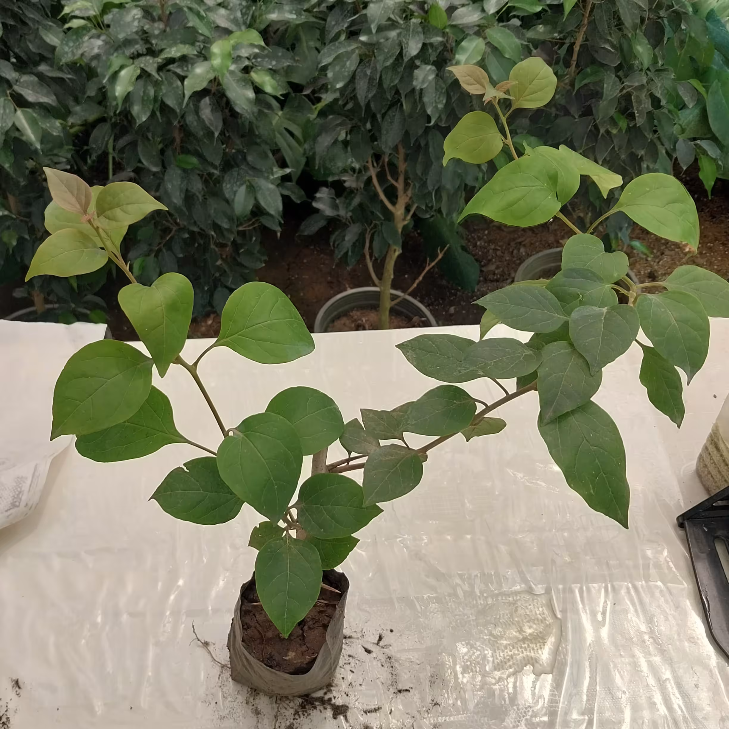 گل کاغذی صورتی