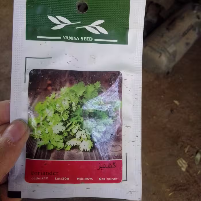 بذر گشنیز