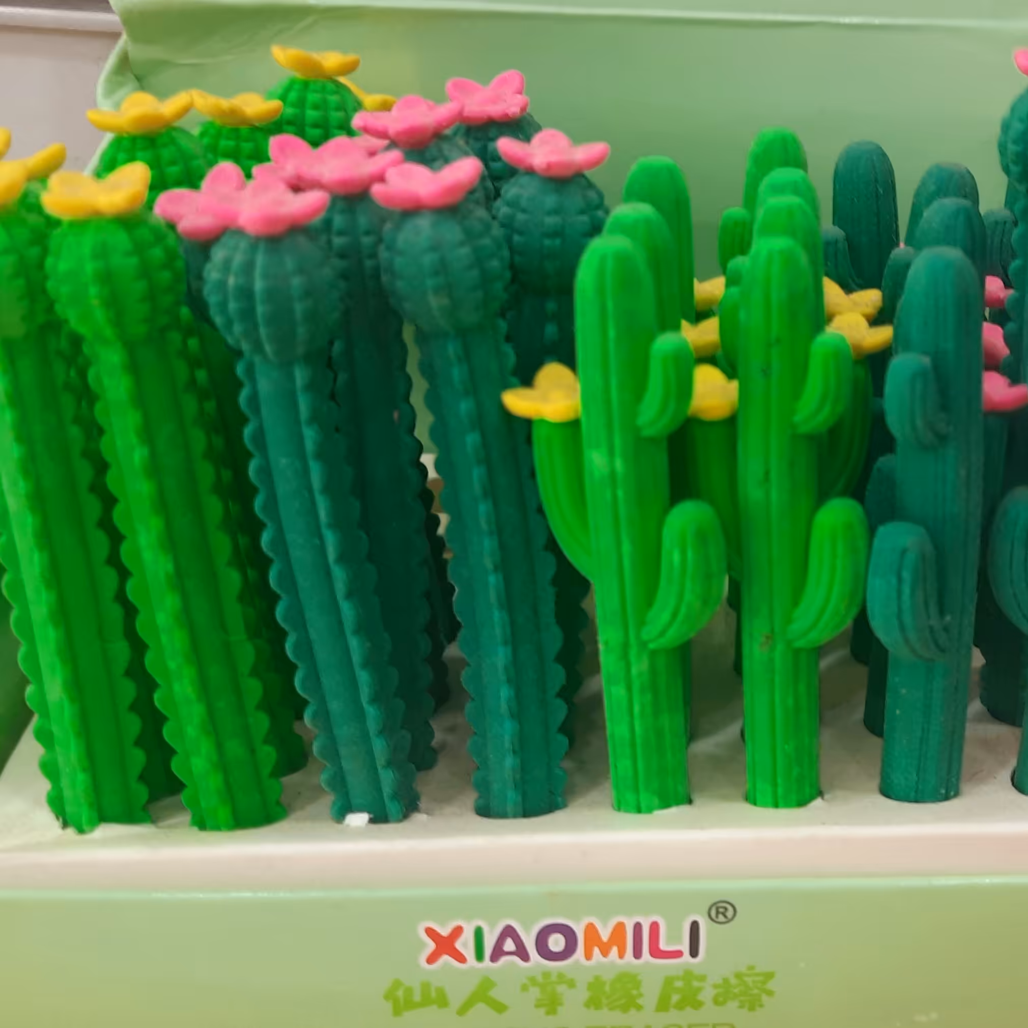 پاکن کاکتوس وارداتی با کیفیت