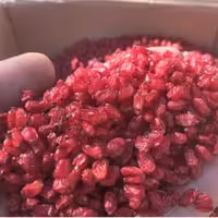 زرشک دانه اناری اعلا پاک و تمیز شده درجه یک