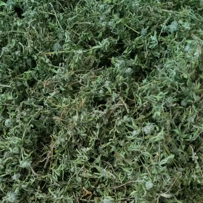 آویشن کوهی امساله