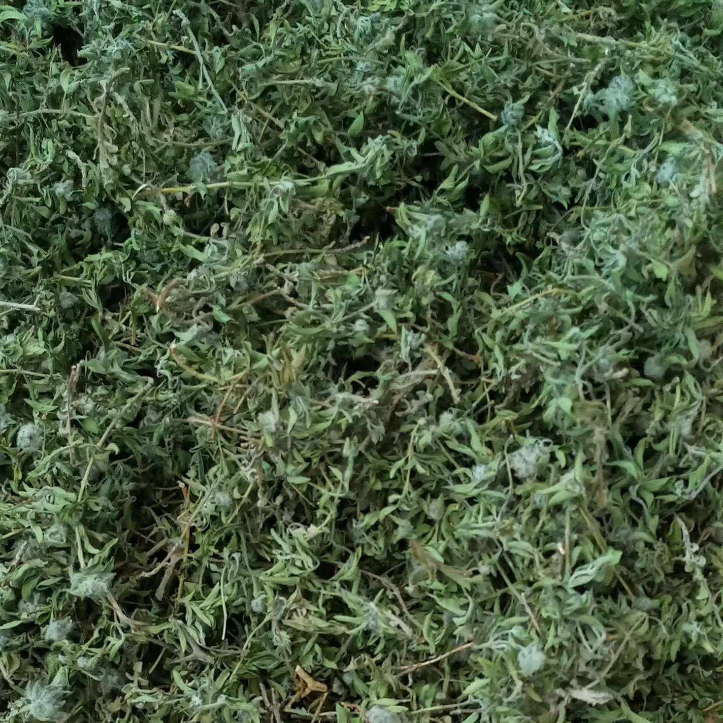 آویشن کوهی امساله