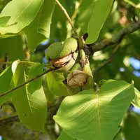 عرق برگ گردو میعاد (یک لیتری)
