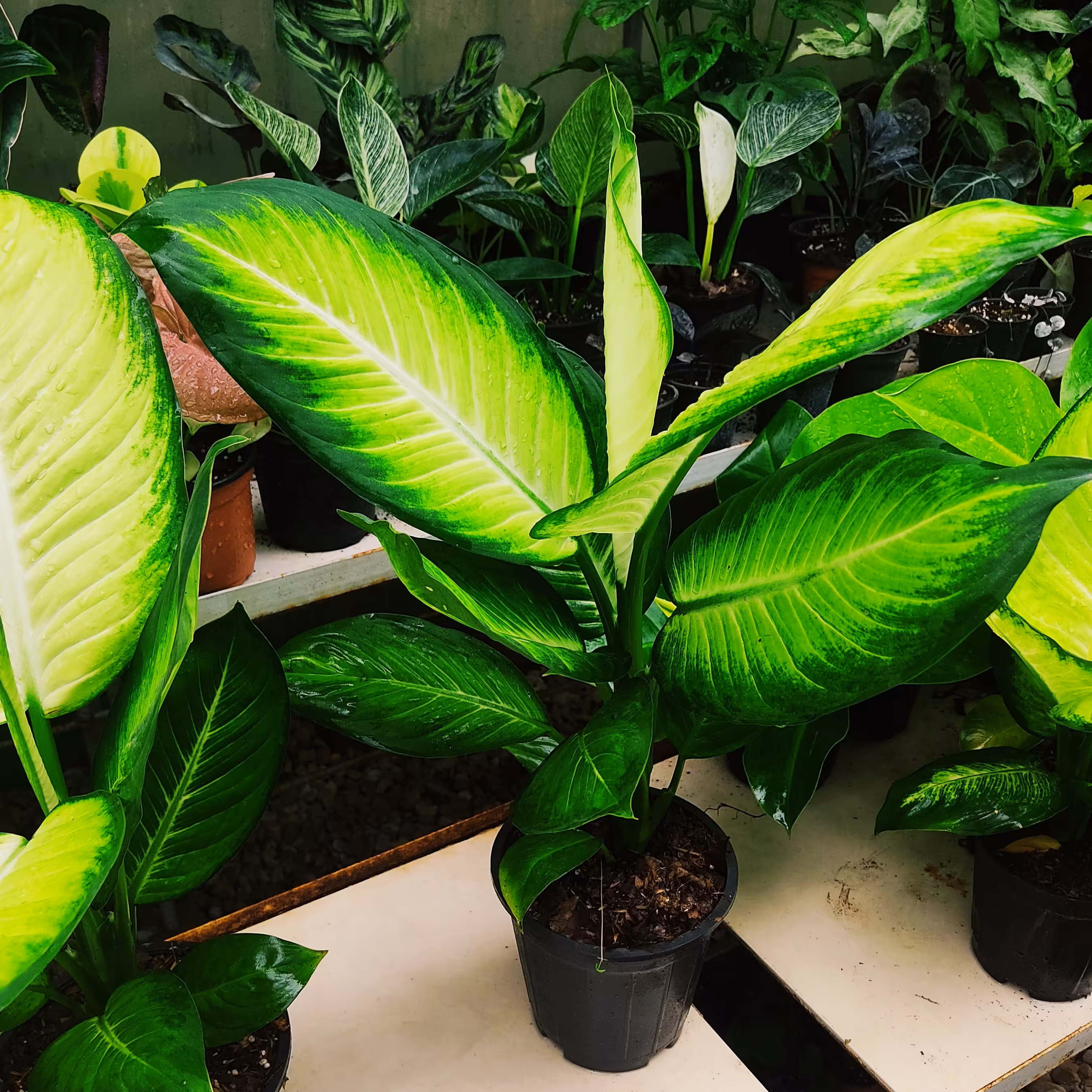 دیفن کاملیا سطل 3با کیفیت و بزرگ