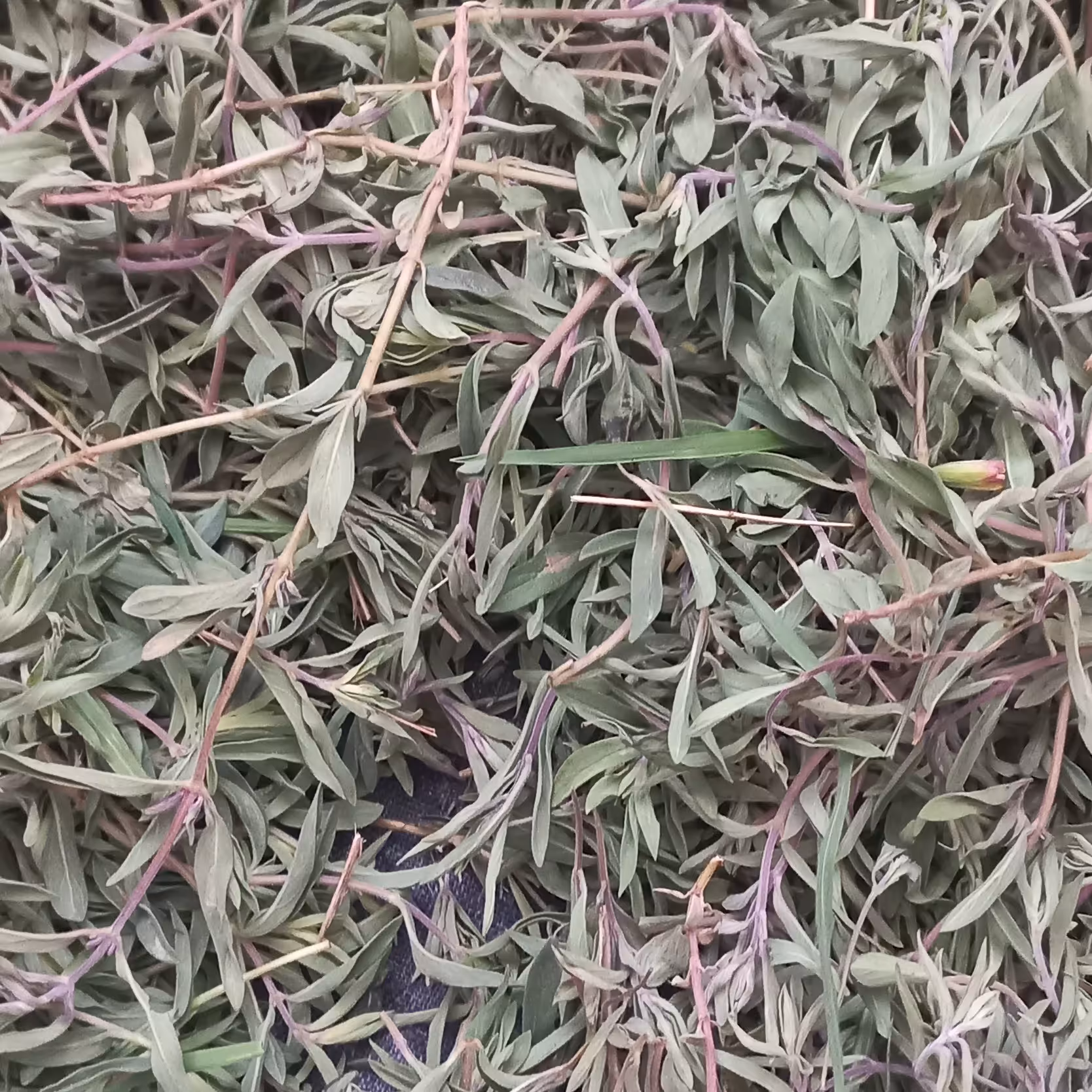 کاکوتی کوهی با طعمی بی نظیر مخصوص کتلت و کباب و چای