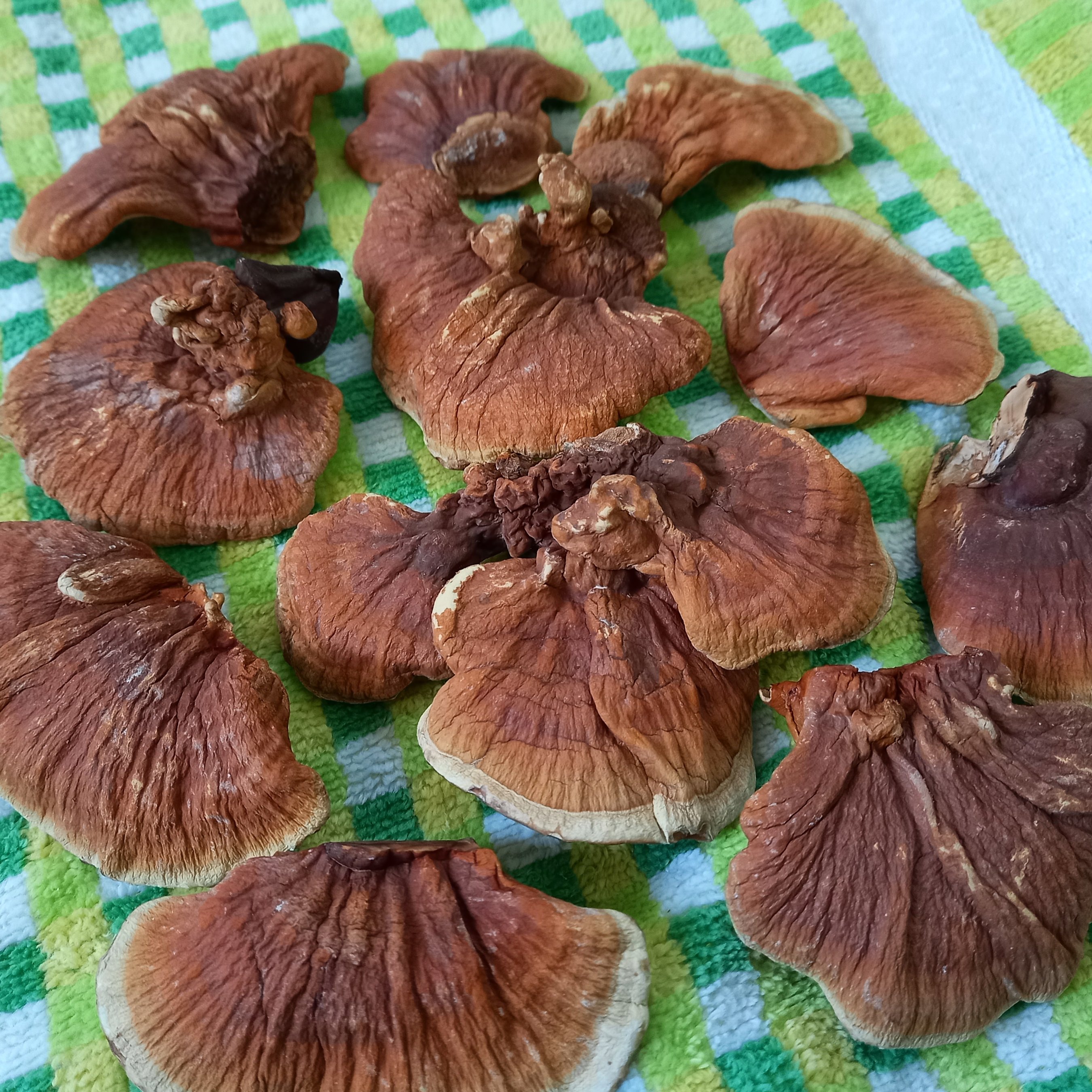 قارچ گانودرما لوسیدیوم طبیعی (500 گرم)