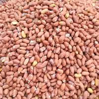 بادام زمینی محصول استان گیلان در بسته های 5 کیلویی 