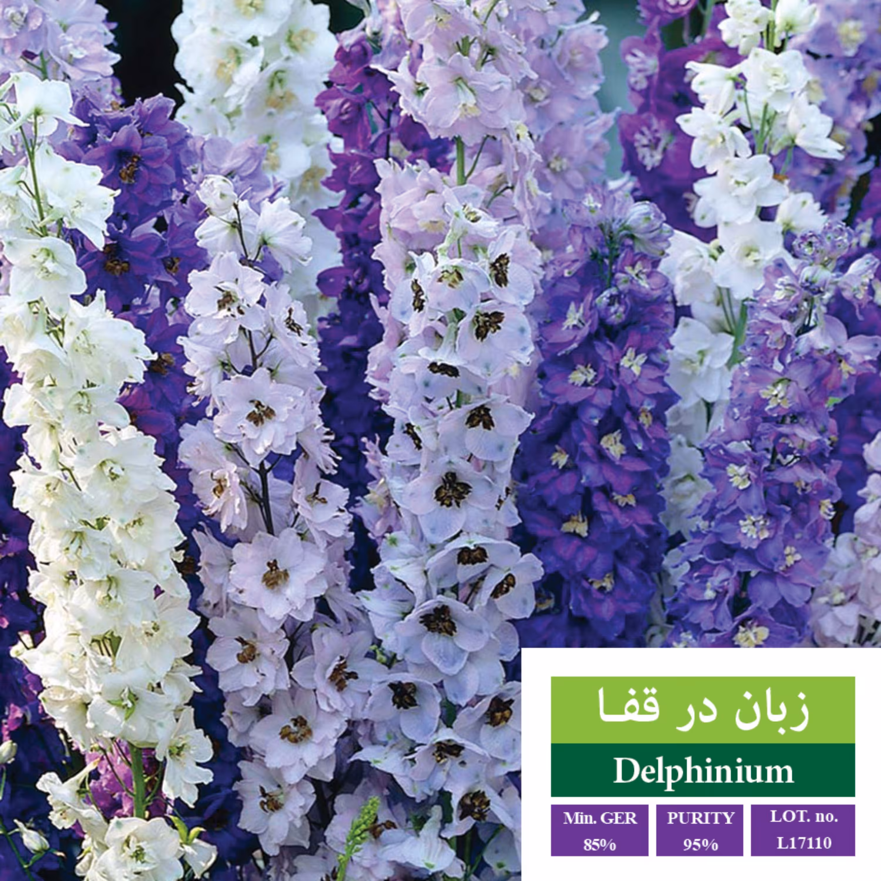 بذر گل زبان درقفا ،بذر طلایی رویان