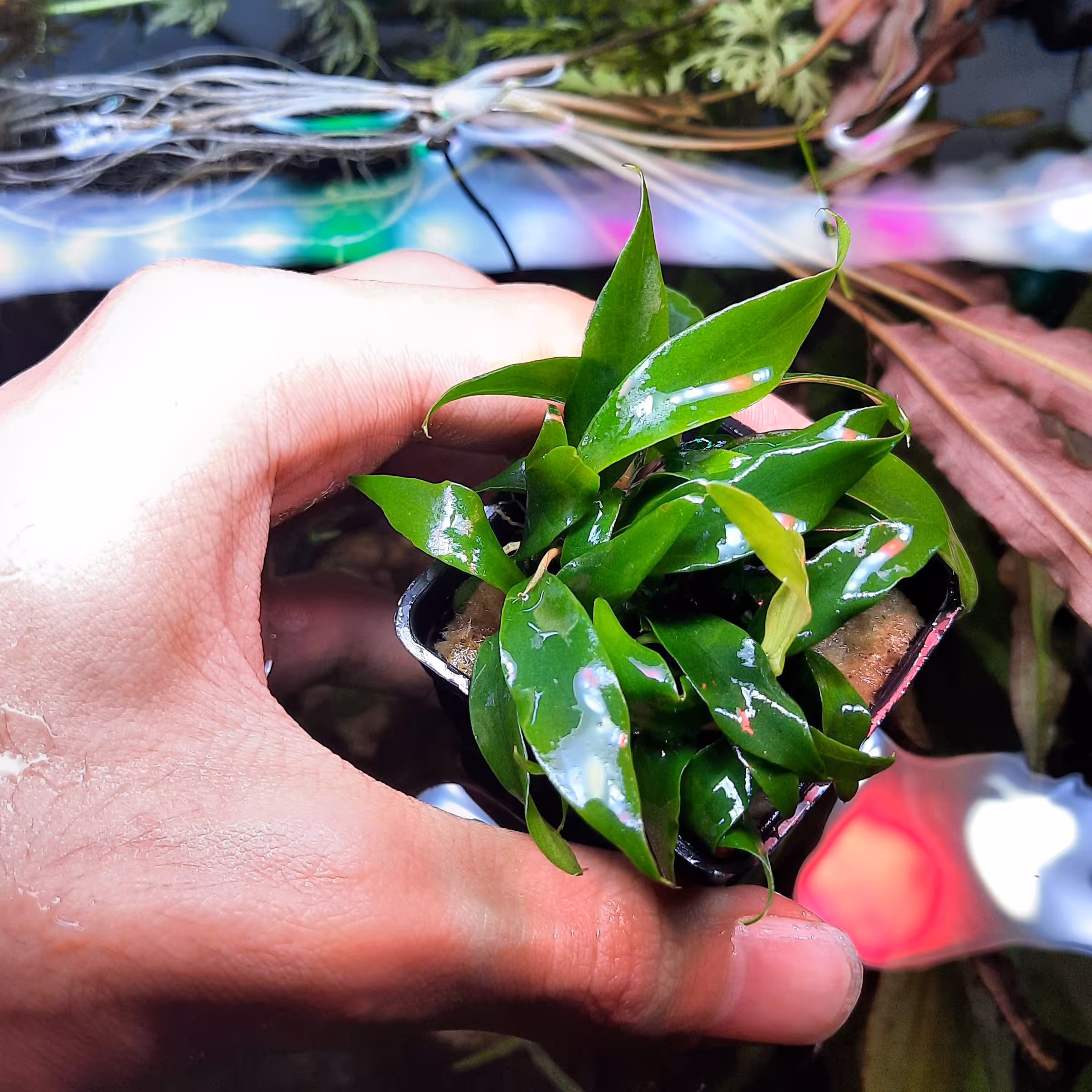 گیاه اکواریومی انوبیاس مینیما واری گوتیت(پسکرایه)