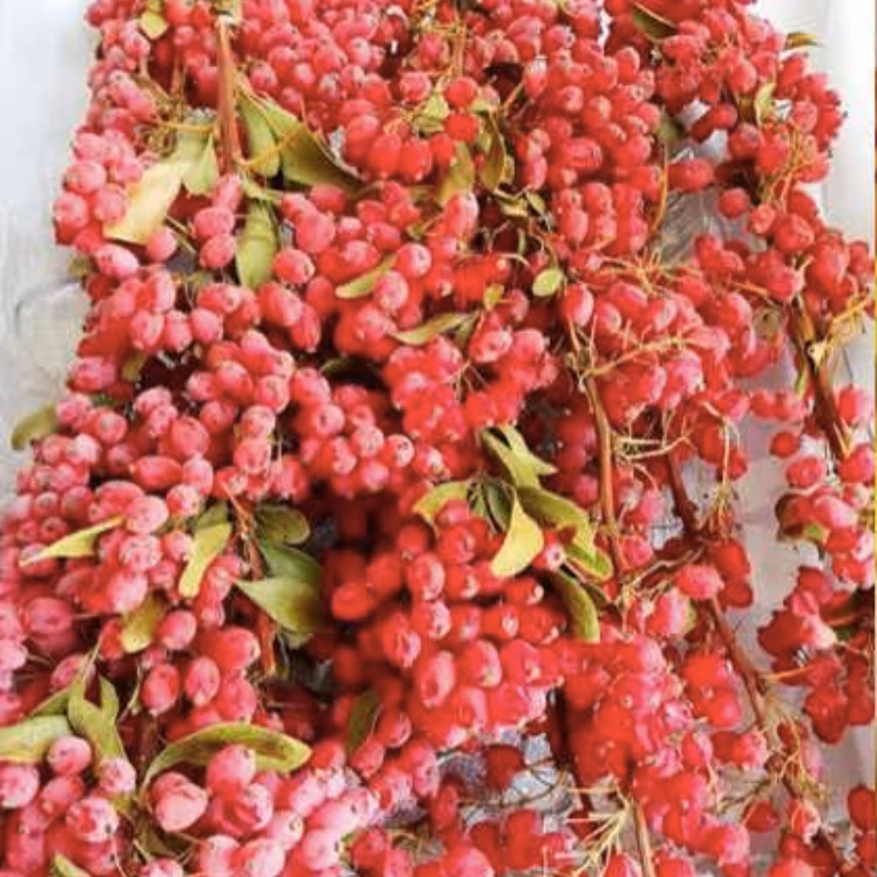 زرشک تازه با شاخه بسته 3 کیلویی