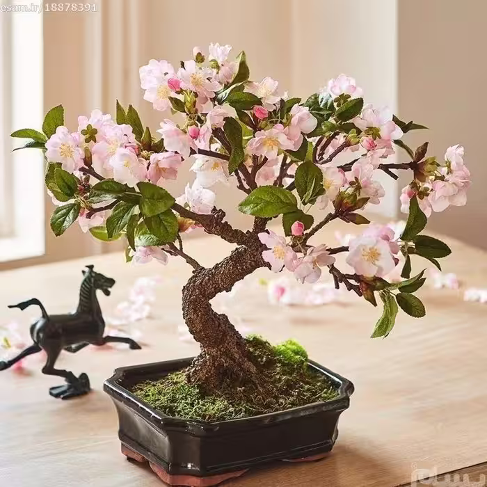5 عدد بذر درختچه ساکورا ژاپنی Sakura