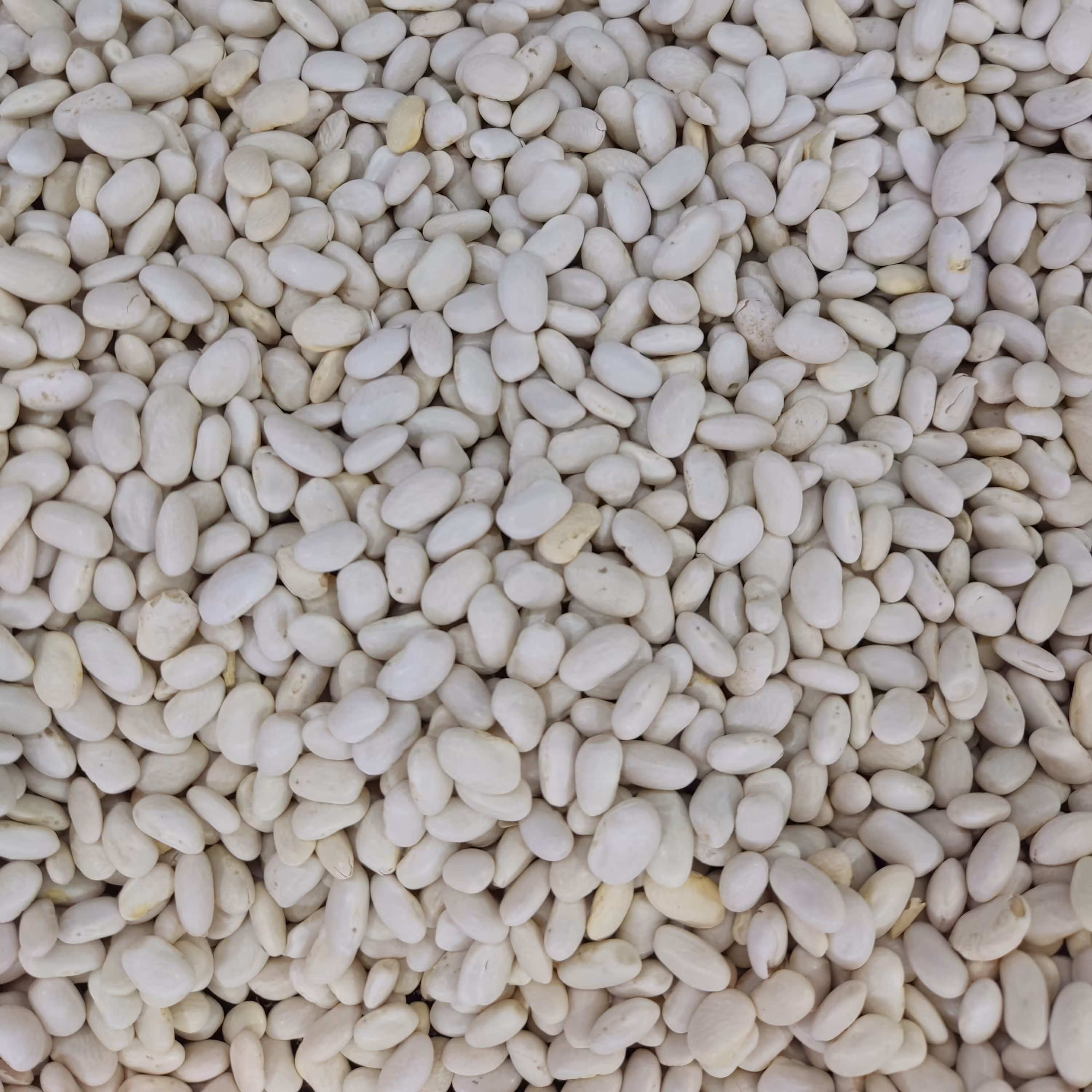 لوبیا سفید درجه یک و تمیز یک کیلوگرم