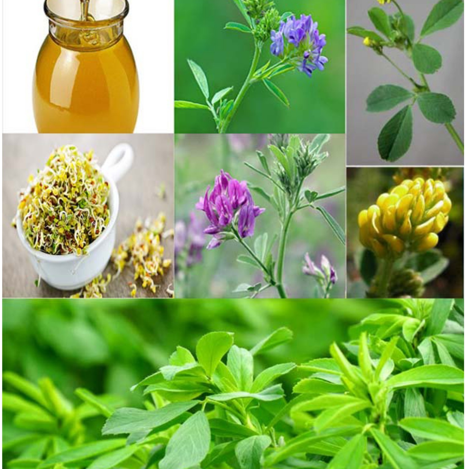 عسل یونجه(ارسال به شهرستان در ظرف های پلاستیکی انجام میشه)