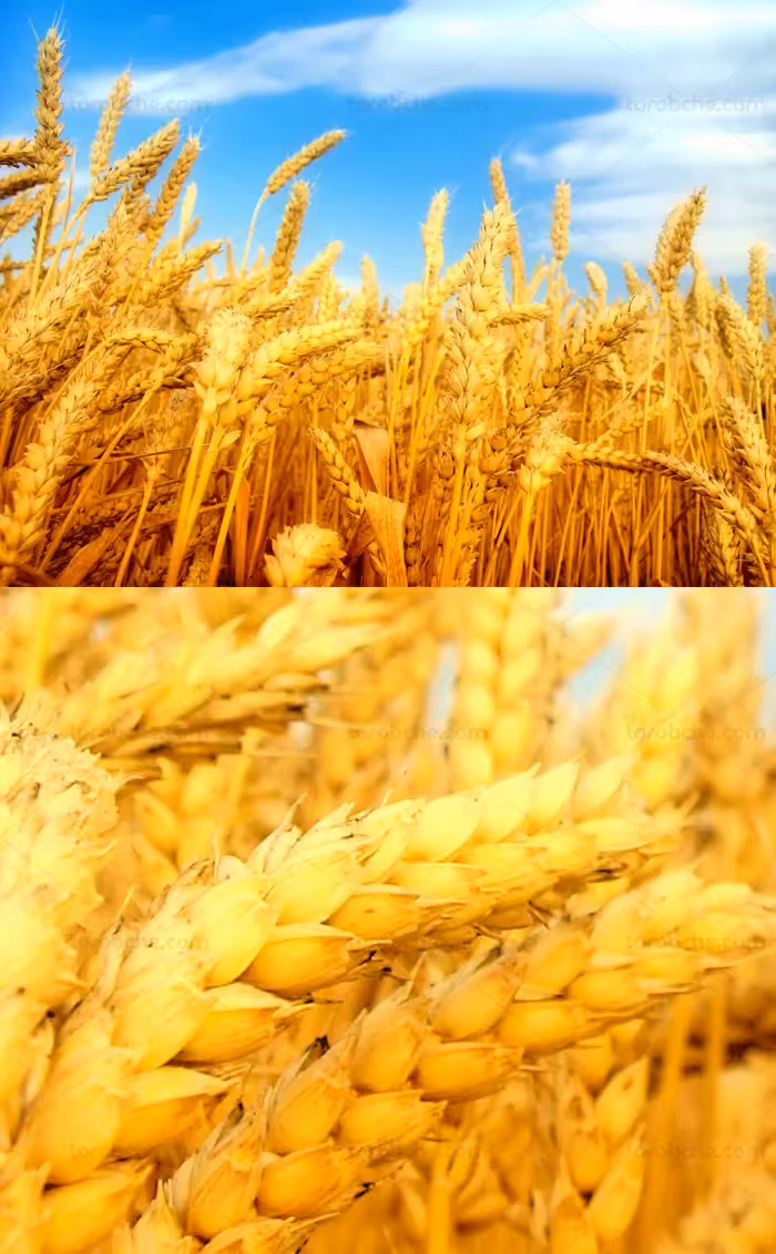 عکس خوشه های طلایی گندم و گندمزار با کیفیت عالی - گرافیک با طعم تربچه