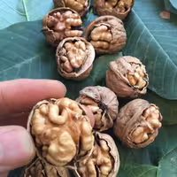 گردو با پوست کاغذی 1000 گرم نوبرانه1403