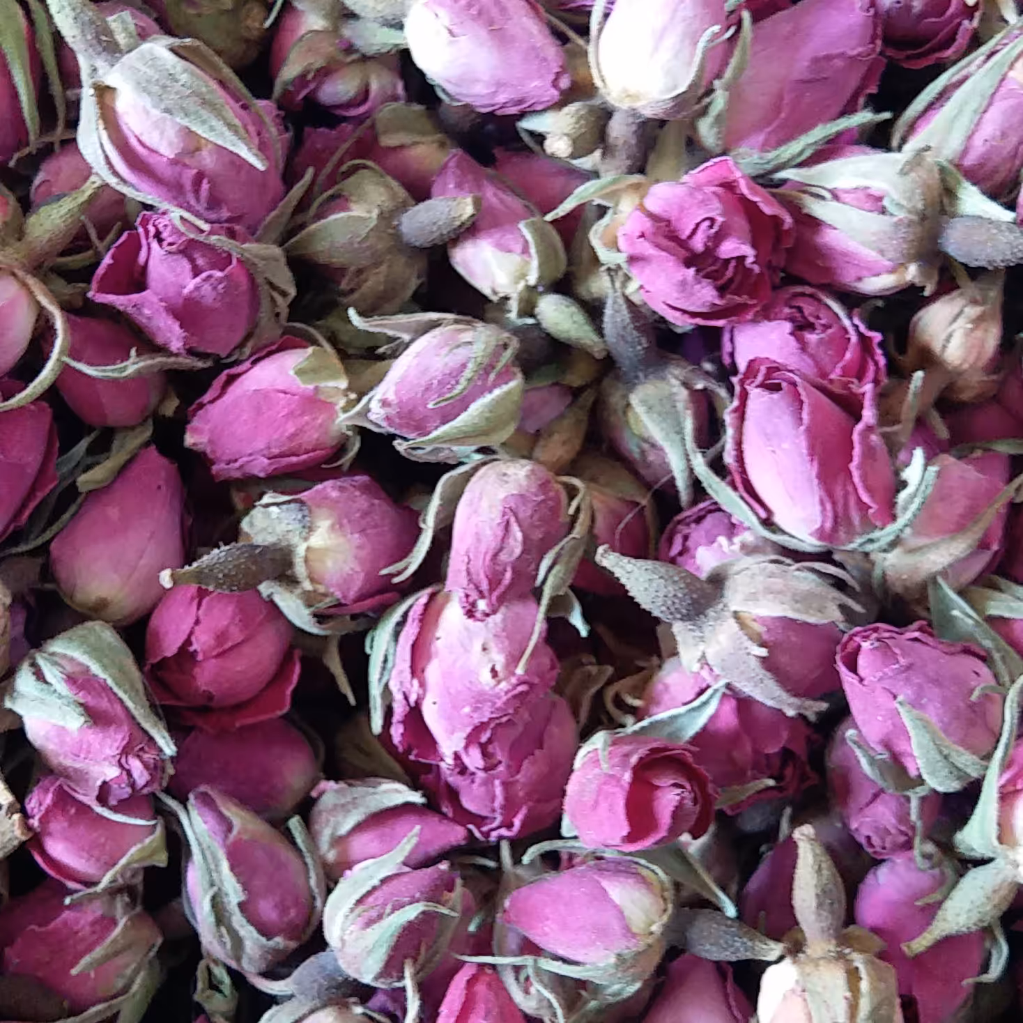 غنچه گل محمدی