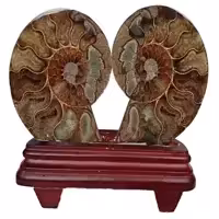 یک جفت اسلایس فسیل آمونیت ماداگاسکار با پایه چوبی (Cleoniceras Ammonit) (1)