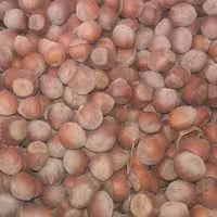 فندق خشک شمال ترک داده شده