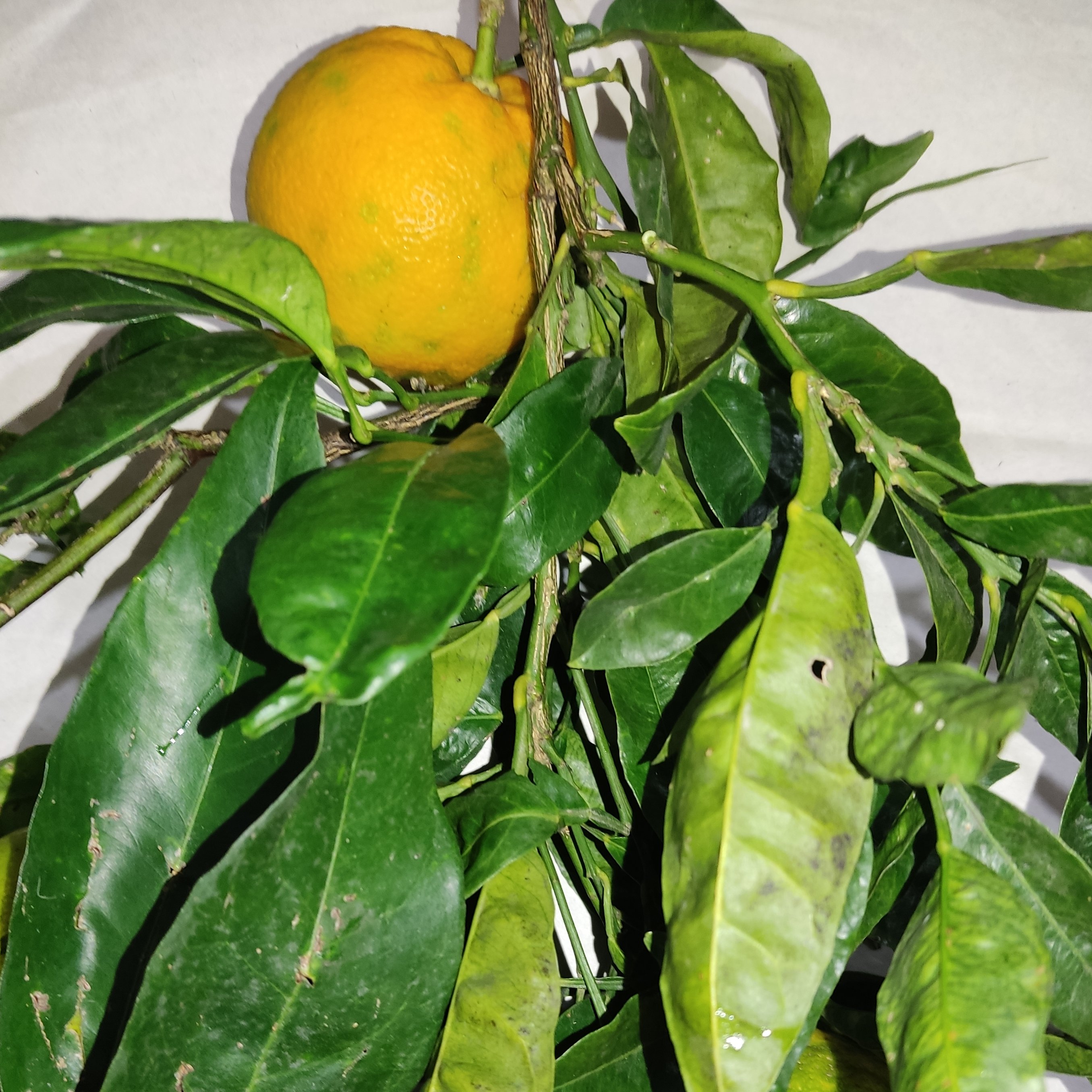 برگ تازه نارنج