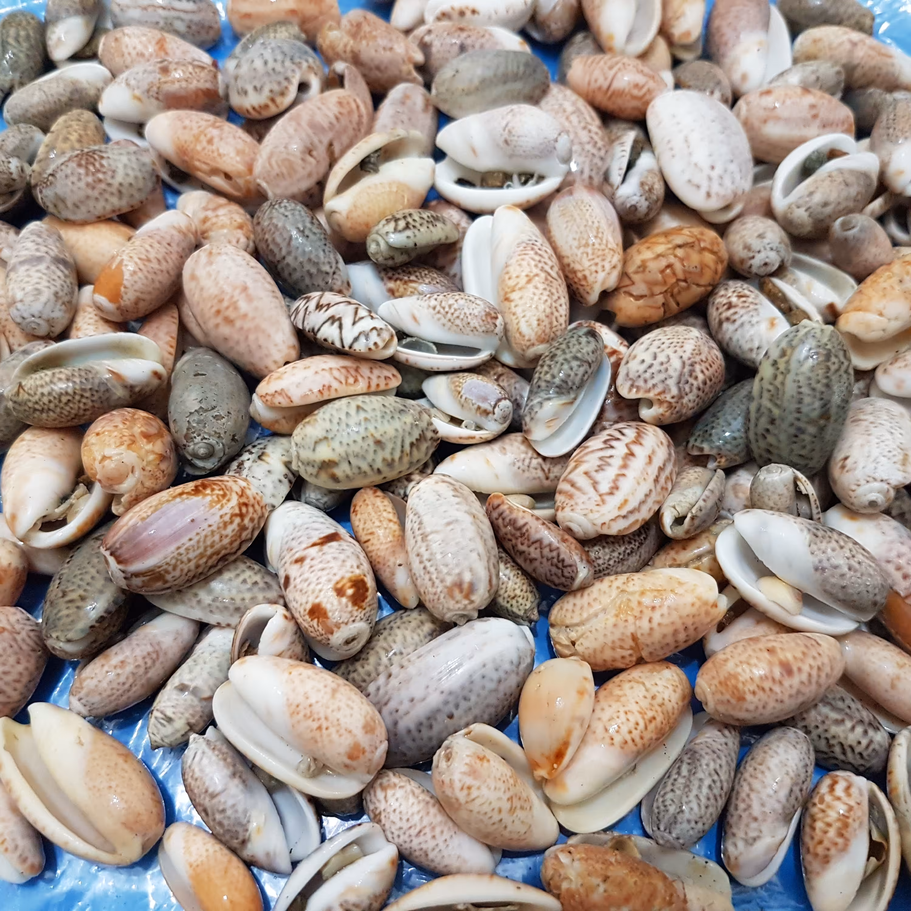 بسته 500گرمی گوش ماهی