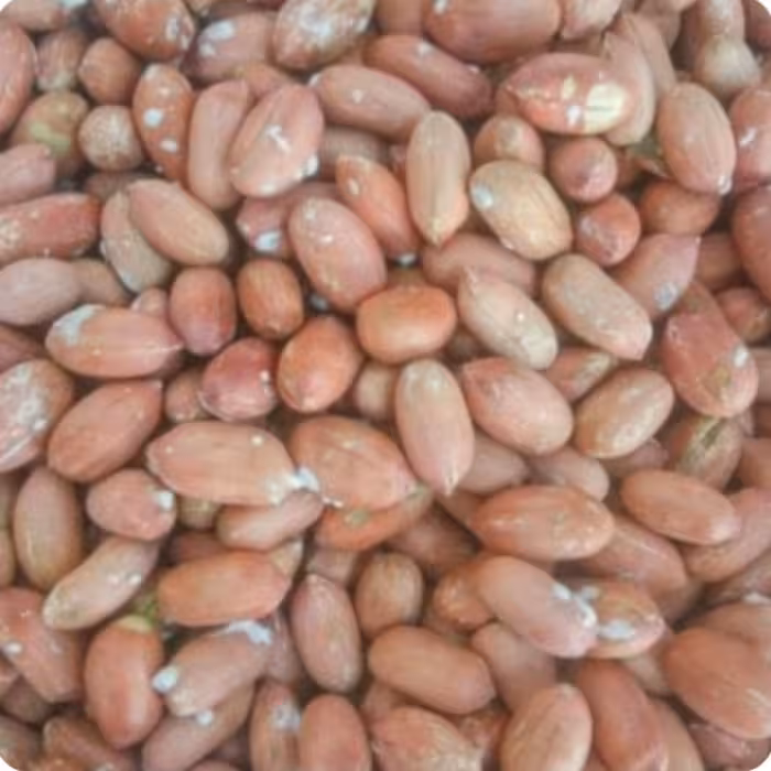 بادام زمینی درجه یک آستانه اشرفیه ارسال رایگان  دو کیلویی