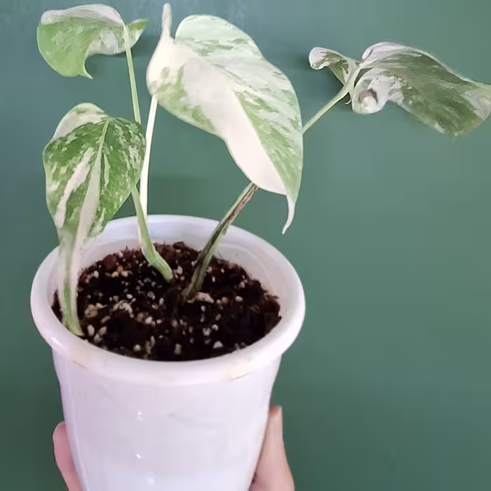 برگ انجیری ابلق مانسترا 