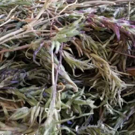 کاکوتی خشک شده