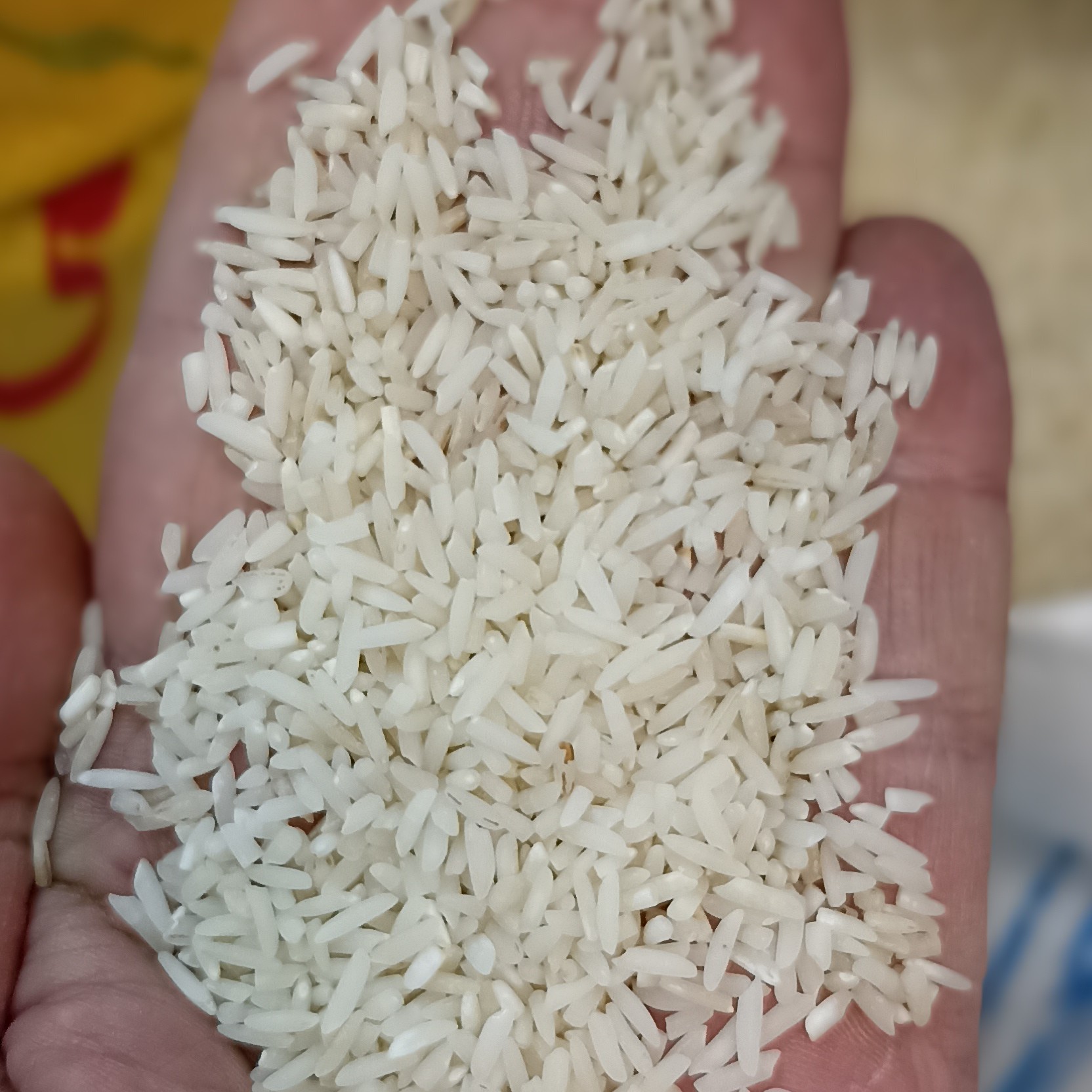 برنج سرلاشه کشت دوم فریدونکنار
