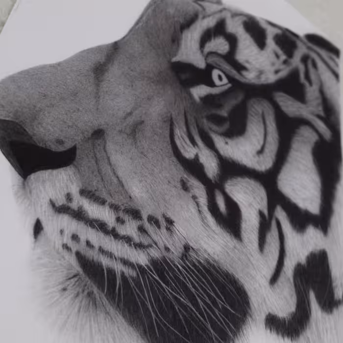 نقاشی سیاه قلم -پلنگ در ابعاد 42در30