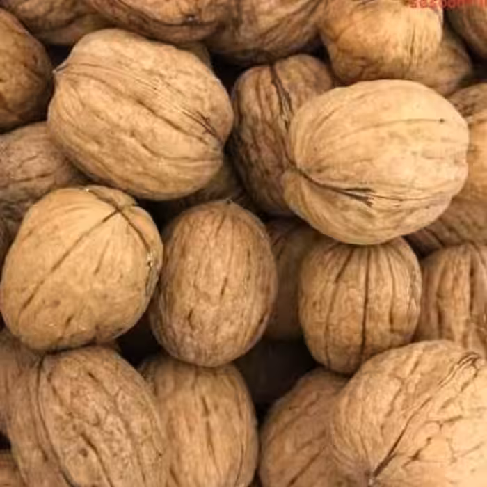 گردوپوست کاغذی خارجی آمریکا