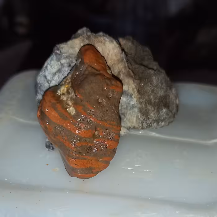 راف مینیاتوری کولکسیونی 