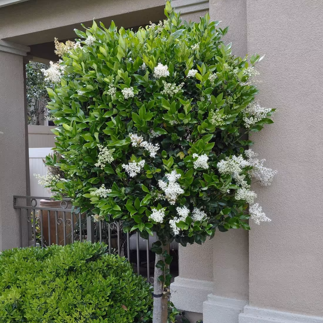 کود تقویتی مخصوص یاس هلندی ظرافت