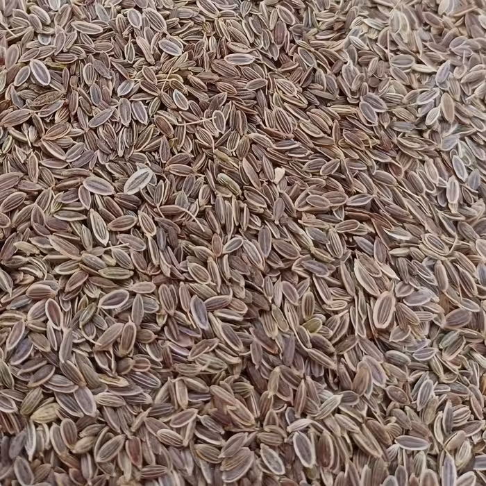 بذر شوید 75گرم