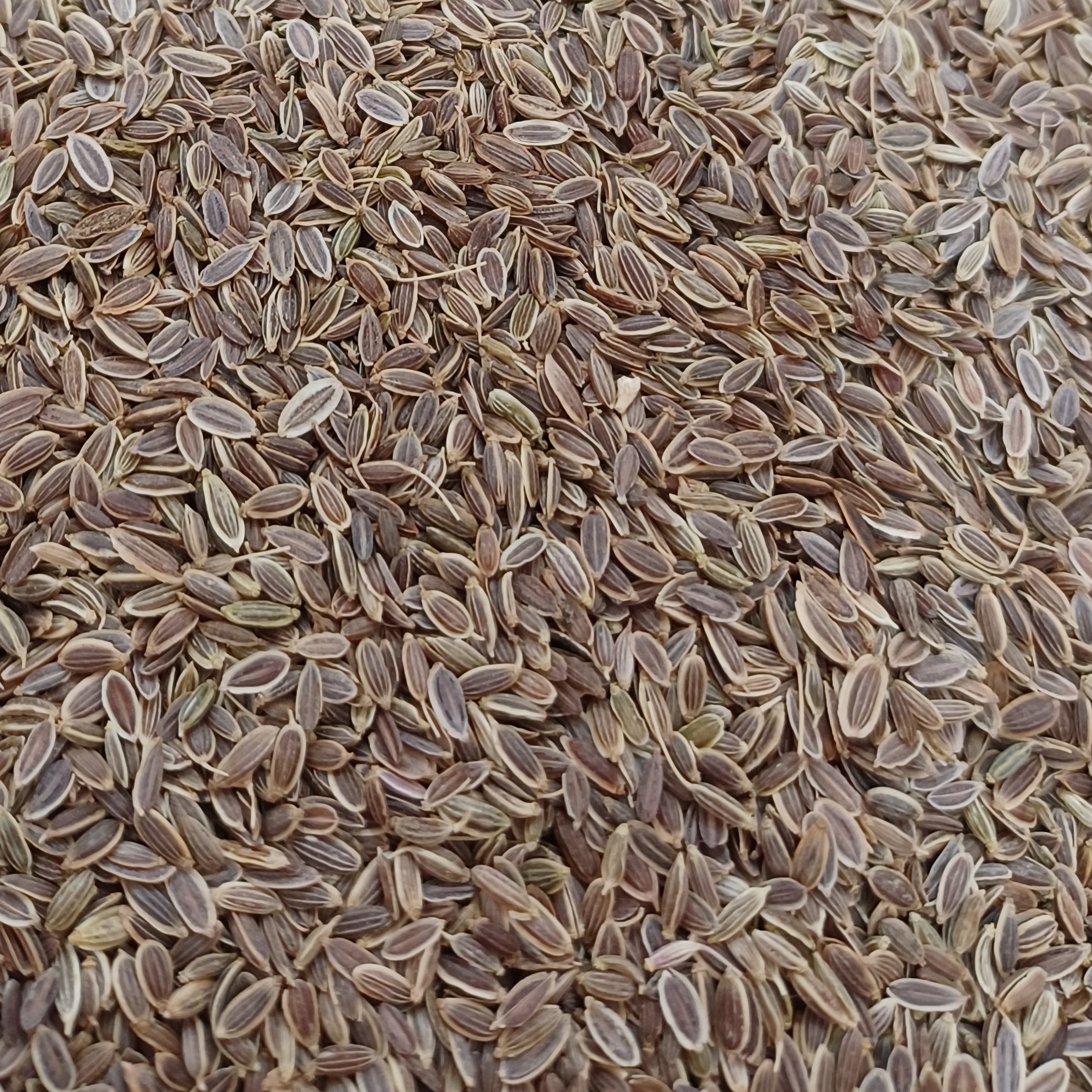 بذر شوید 75گرم